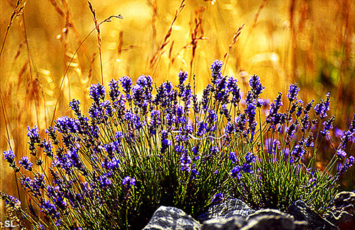 Parfums de lavande - Steffen LIPP