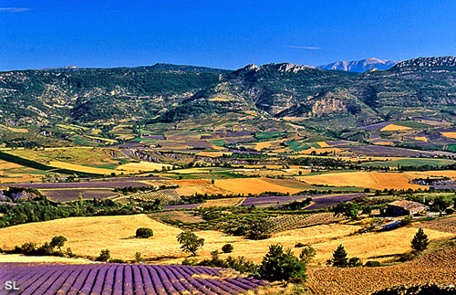 Plateau de lavande - Steffen LIPP