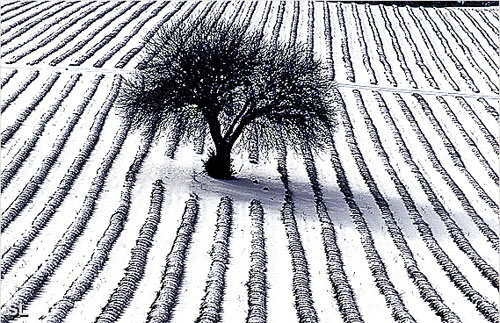 Les Baronnies Jardin d'Hiver - Steffen LIPP