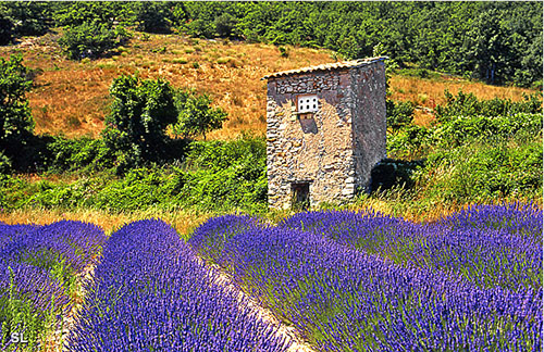 Haute-Provence - Berceau de la lavande - Steffen LIPP