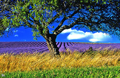 Plateau de Valensole - Steffen LIPP