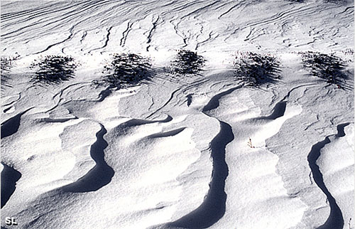 Sculptures du Mistral - Steffen LIPP