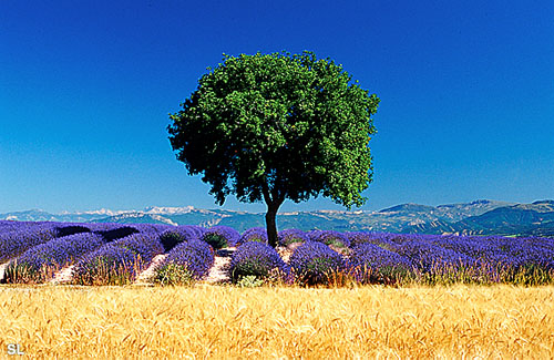 Plateau de Valensole - Steffen LIPP