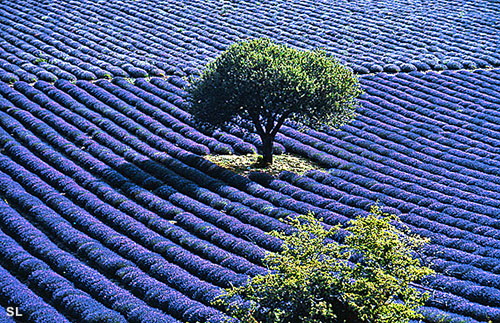 Lavandes aux multiples nuances - Steffen LIPP