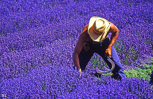 Cueilleur dans les vaggues - Steffen LIPP