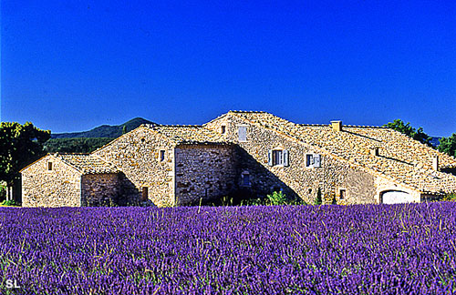 Mas provençal - lavande - Steffen LIPP