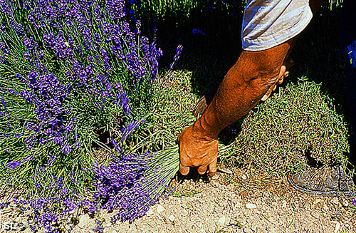 Coupe de lavande à la faucille - Steffen LIPP