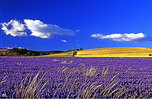 Parfum couleur et son de lavande - Steffen LIPP