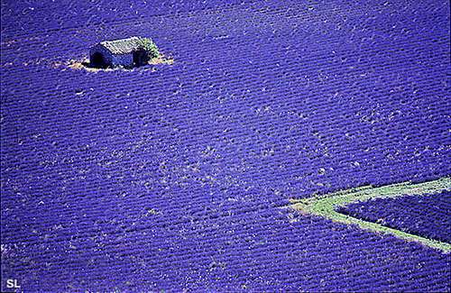 Pays de Sault en Provence - Steffen LIPP