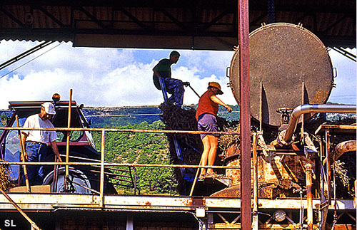 Distillerie de lavande à Mévouillon - Steffen LIPP