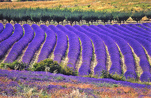 Provence Lavande Vallée de Sainte Jalle - Steffen LIPP