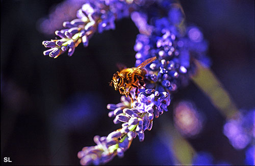 Abeille butinante - Steffen LIPP