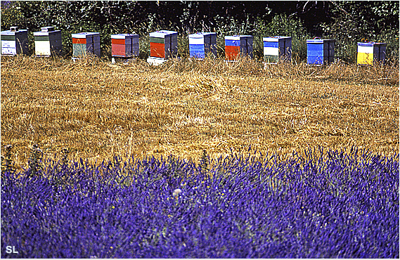 Rucher à Sault - Steffen LIPP