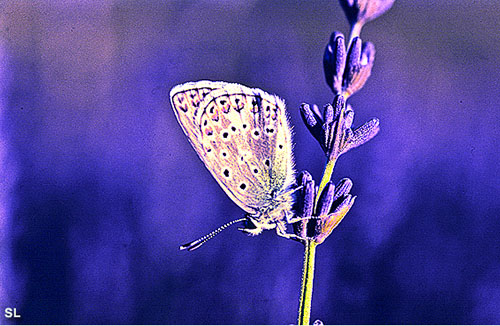 Attirances pour beautés volantes - Steffen LIPP