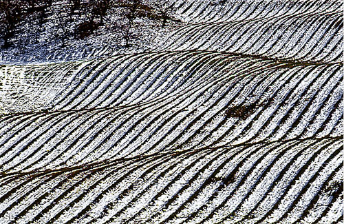 Champ de lavande enneigé - Steffen LIPP