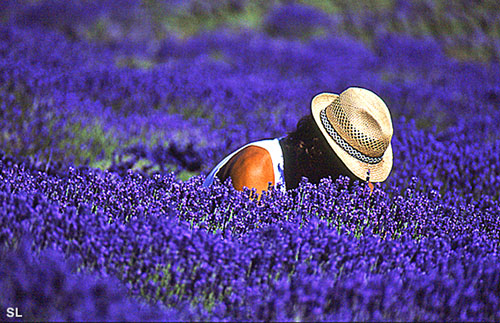 Coupeur dans une mer de lavande - Steffen LIPP
