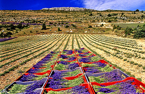 Bouquets de lavande - Steffen LIPP