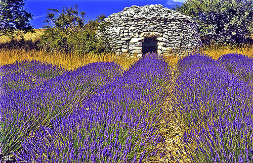 Culture de la lavande en Provence - Steffen LIPP