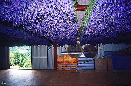 Ciel lavande - Steffen LIPP