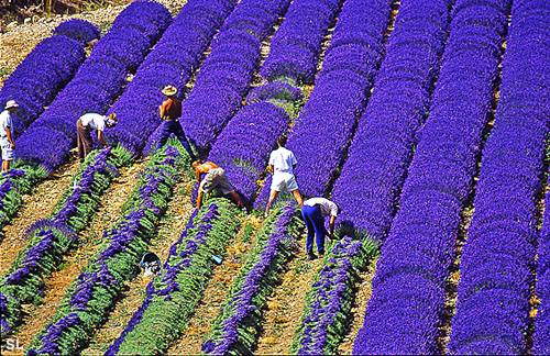 Coupeurs de lavande - Steffen LIPP