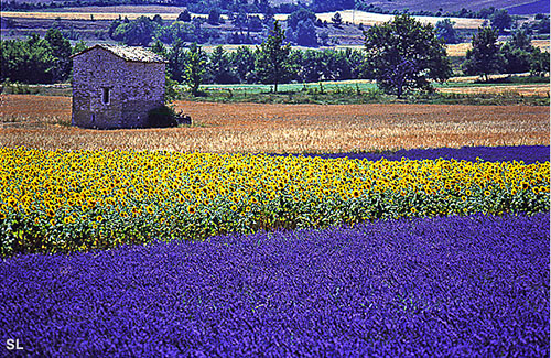 Symphonie de couleurs - Steffen LIPP