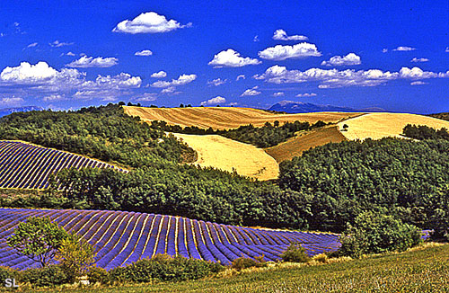 Coeur du Plateau de Valensole - Steffen LIPP