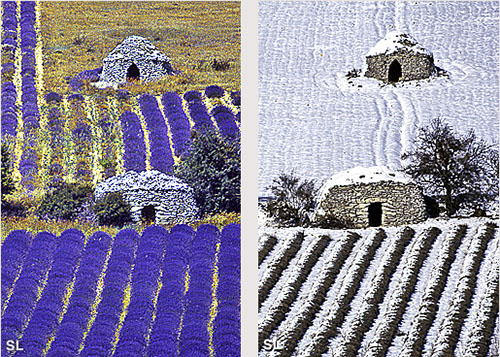 Lavandes saisons - Steffen LIPP