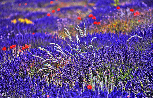 La belle bleue - Steffen LIPP
