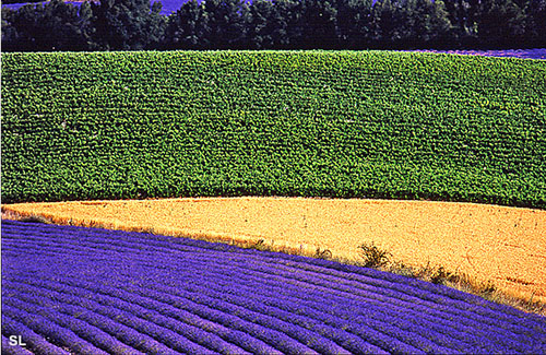 Lavande près de Bésignan en Provence - Steffen LIPP