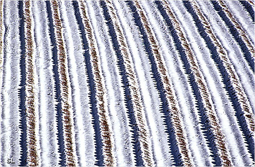 Champ de lavande en hiver - Steffen LIPP