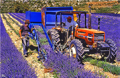 Hautes terres de Provence - Steffen LIPP