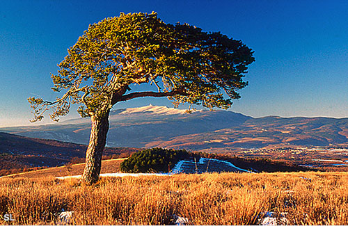 Champ de lavande en hiver - Steffen LIPP
