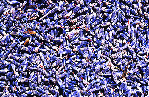 Fleurs de lavande - Steffen LIPP