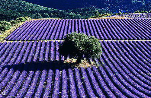 Avant la récolte - Steffen LIPP
