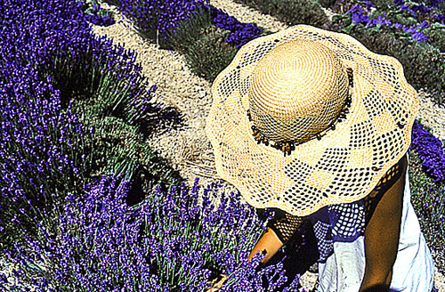 Cueillette sous le soleil - Steffen LIPP