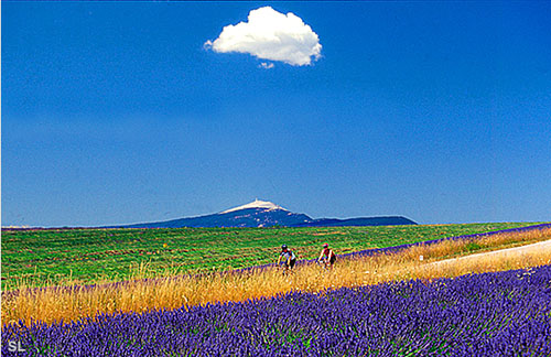 Route de lavande Ventoux - Steffen LIPP