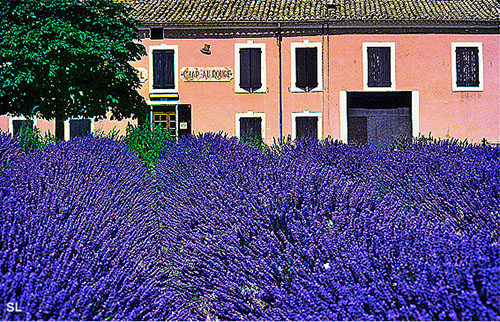 Lavande village en été - Steffen LIPP