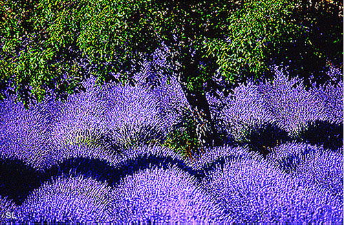 Lavande l'âme de la Provence - Steffen LIPP