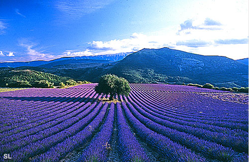 Paysan jardinier du monde - Steffen LIPP