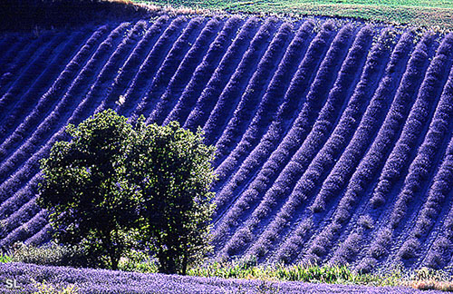 Vagues de lavande - Steffen LIPP