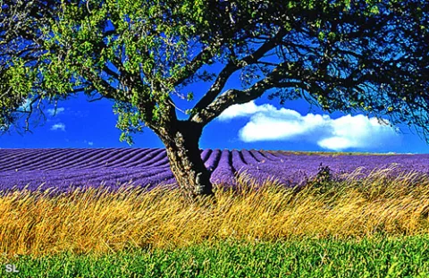 Plateau de Valensole - Steffen LIPP