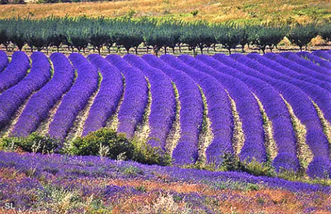 Provence Lavande Vallée de Sainte Jalle - Steffen LIPP