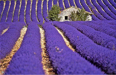 Pays de Sault en Provence - Steffen LIPP