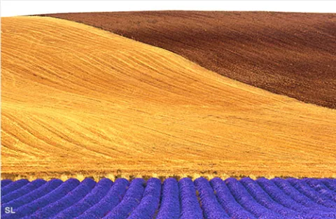 Plateau de Valensole - Steffen LIPP