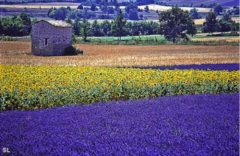 Symphonie de couleurs - Steffen LIPP
